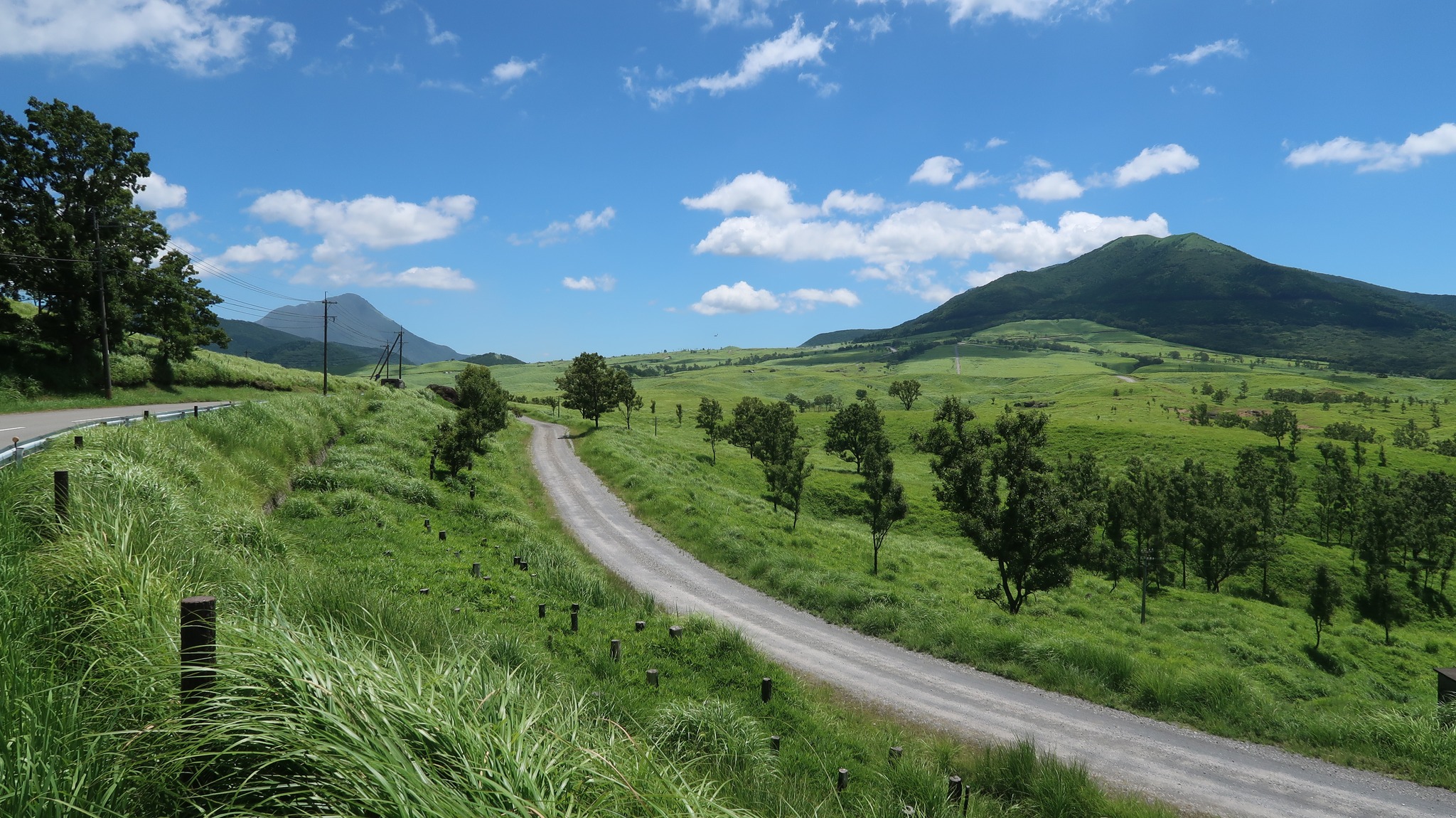 オリーブの写真。平和の象徴