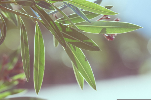 オリーブの写真｡平和の象徴